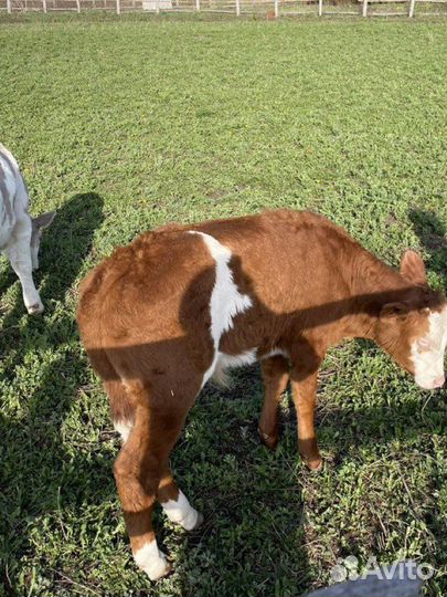 Телята бычки