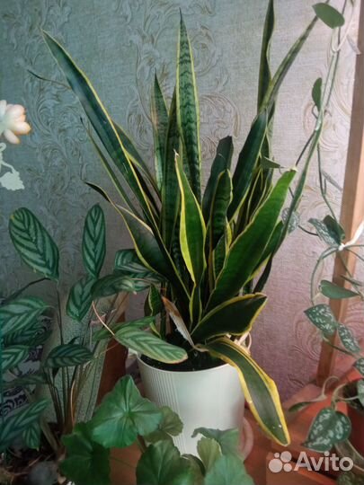 Сансевиерия