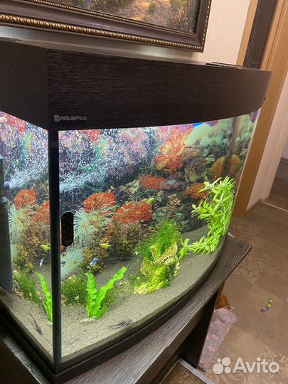 Аквариум панорамный