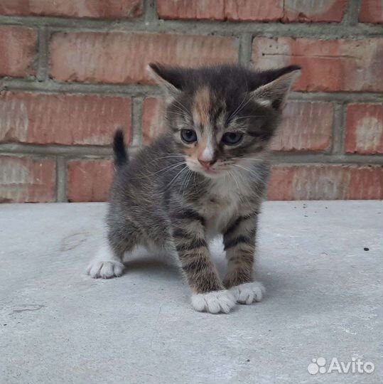 Кошечка в добрые ручки