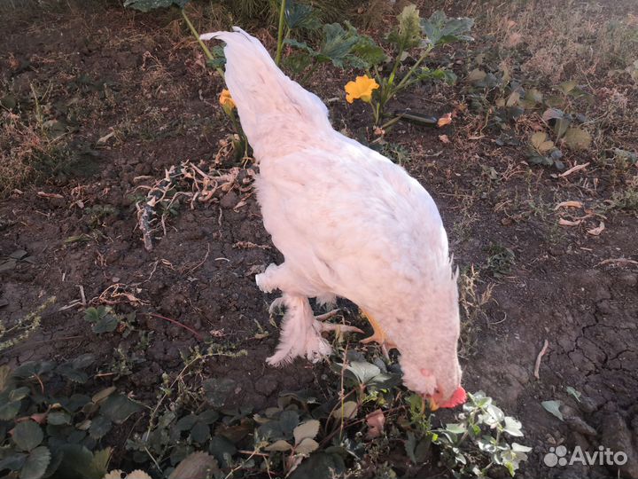 Молодые петухи