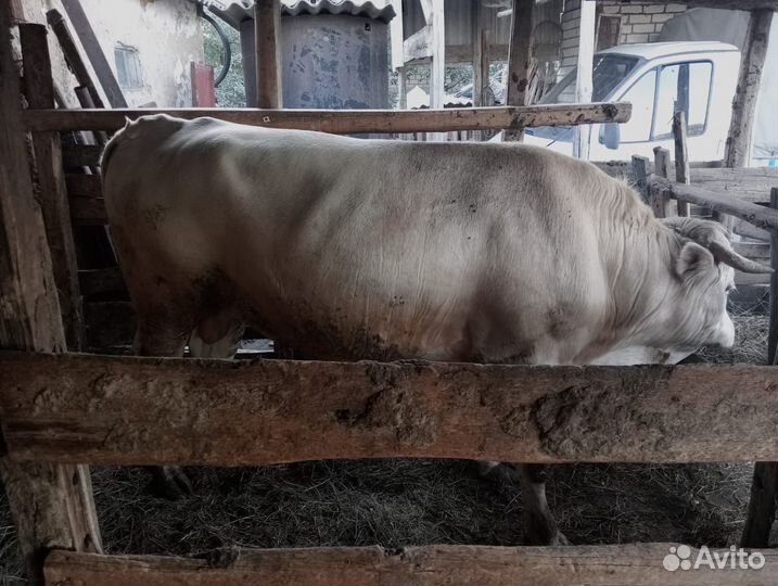 Быки на мясо