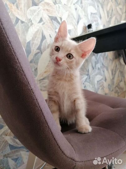 Котята в добрые руки бесплатно