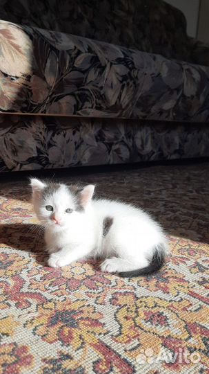 Кот в добрые руки