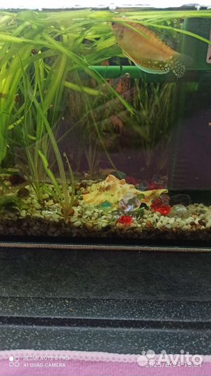 Водоросли для аквариума