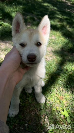 Сибирский хаски