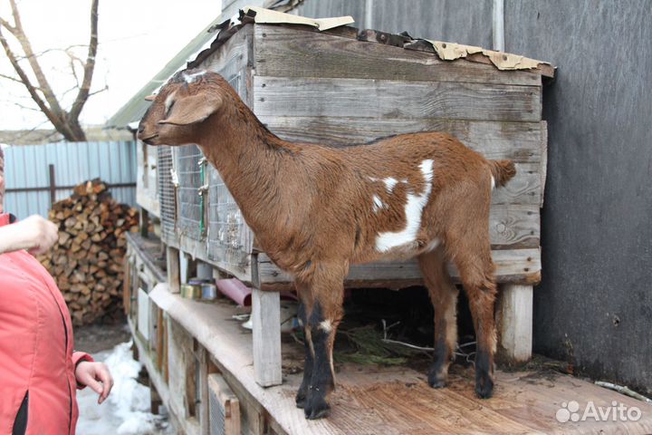Продам коз