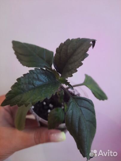 Плектрантус Mona Lavender