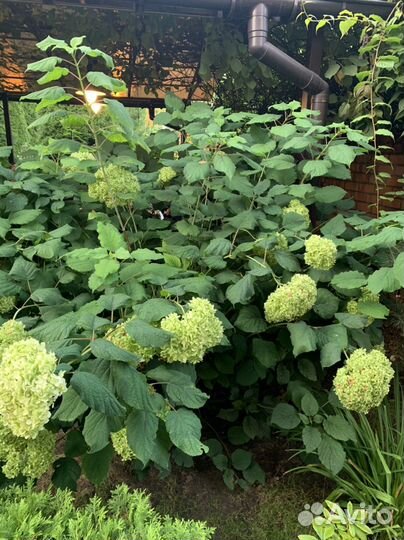 Гортензия древовидная