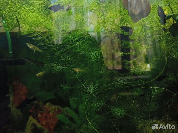 Молинезии черн