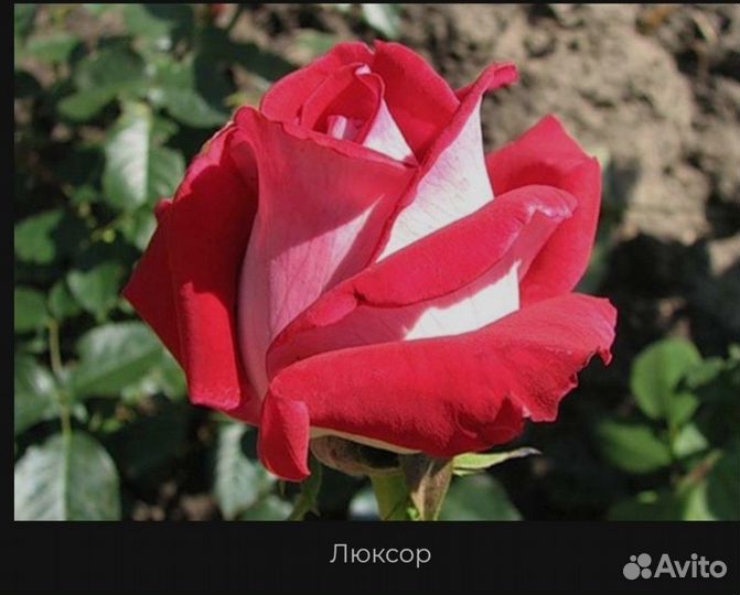 Саженцы роз