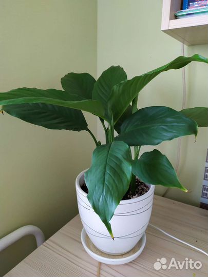 Спацифиллум