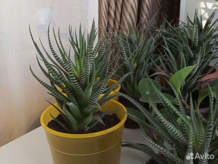 Хавортия полосатая