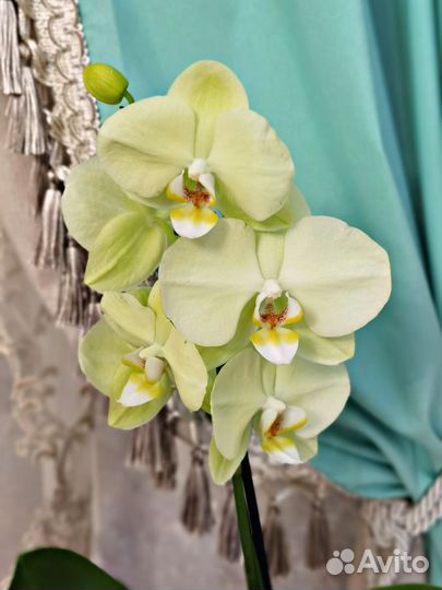 Орхидея сорта Alassio желто-зеленая