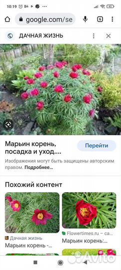 Фиалка душистая