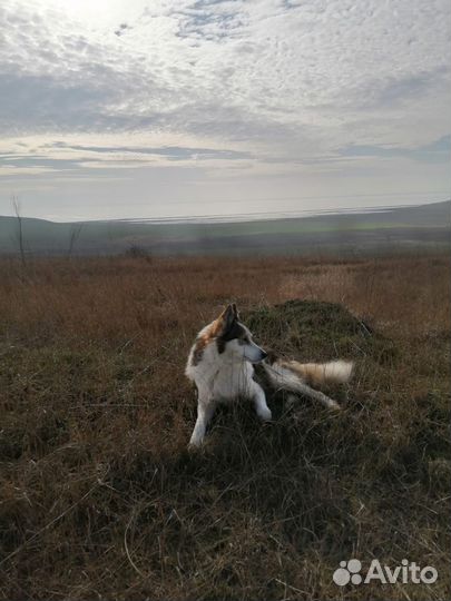 Западно сибирская лайка