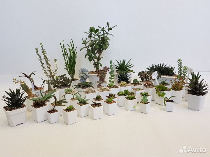 Суккуленты: хавортии, крассулы, адромискусы и др