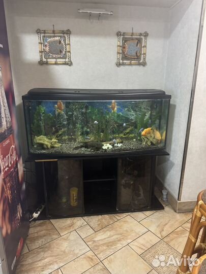 Аквариум с тумбой 405 литров