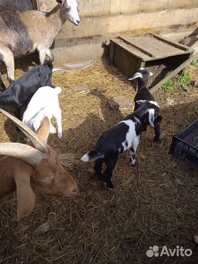 Продаются козлята процентовка нубийцы 11 шт