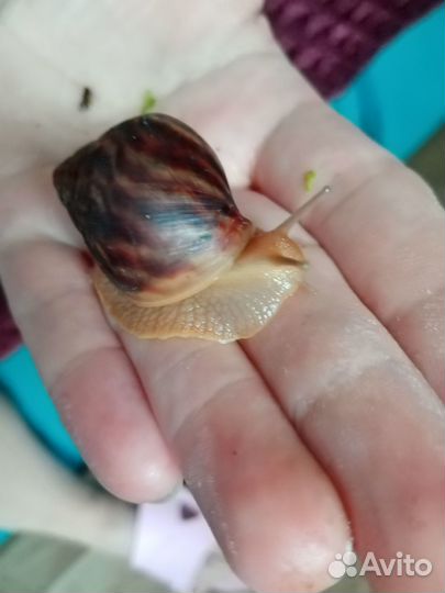 Улитки ахатинские сухопутные