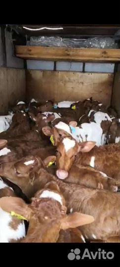 Телята бычки