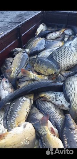 Живая рыба карп толстолоб