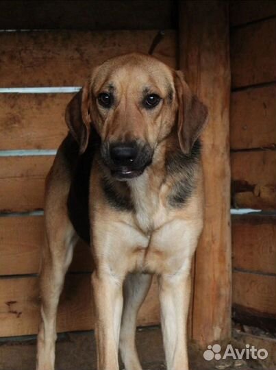 Пёс Босс ищет дом