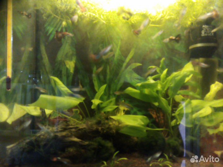 Аквариум