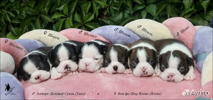 Бостон терьер