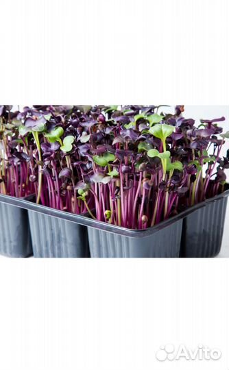 Микрозелень