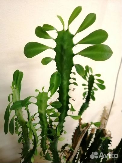 Молочай трехгранный и суккуленты