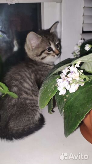 Кошки