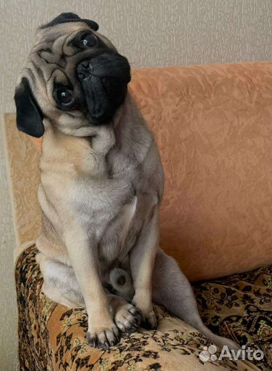 Мопс вязка мальчик