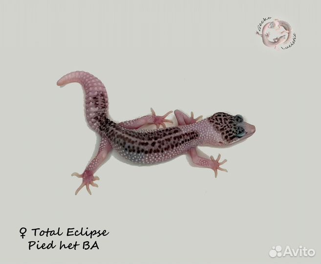 Гемитекониксы, Чахоа, геконы