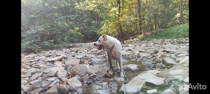 Алабай девочка