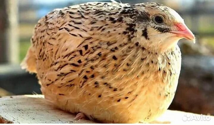 Перепела Феникс