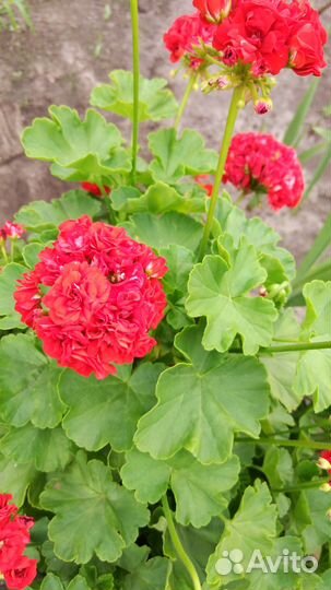 Герань розебудная красная пеларгония