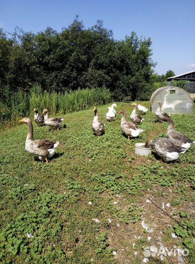 Гуси и подсадные утята, курочки и семья гусей