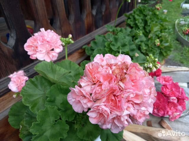 Пеларгония герань купить в Иркутске | Товары для дома и дачи | Авито