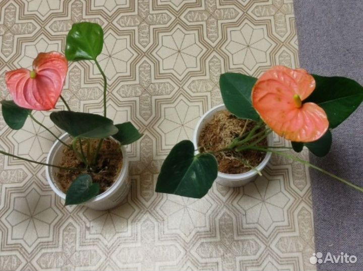 Антуриумы сортовые