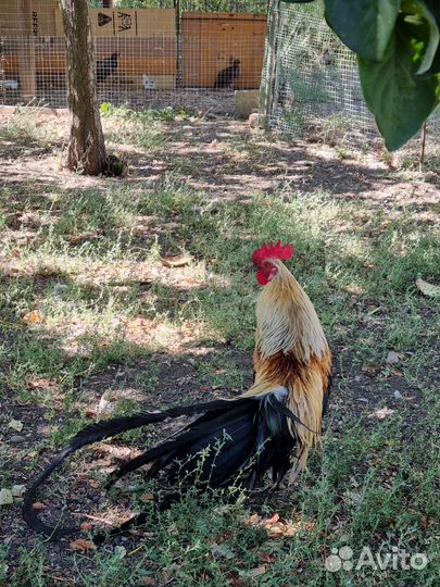 Декоративные куры