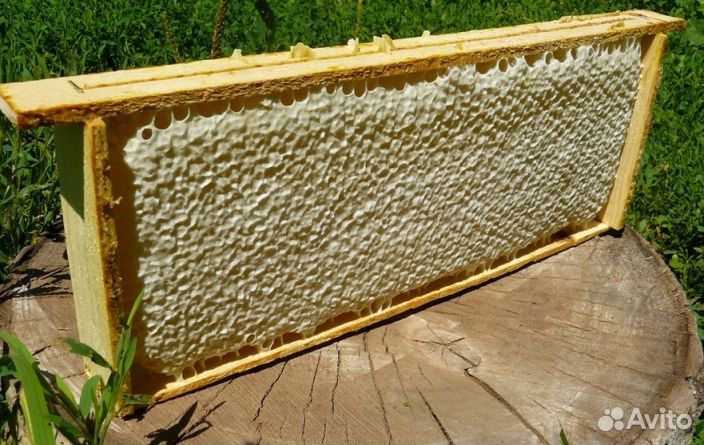 Мёд натуральный с Алтая опт. от 16кг