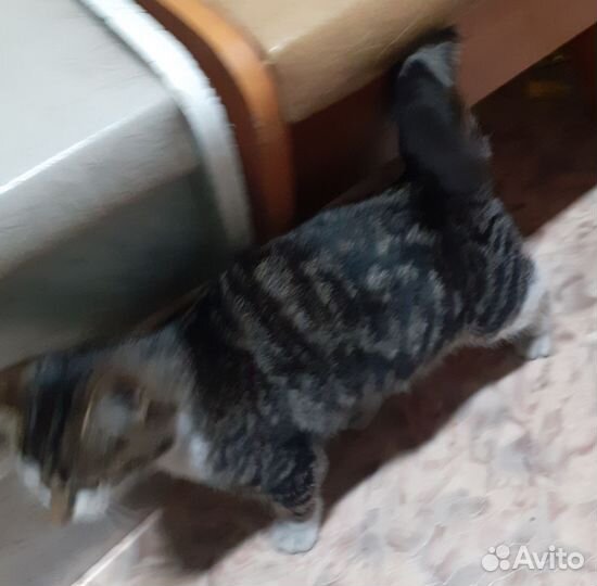 Котик молодой