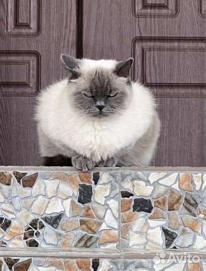 Белый британский кот