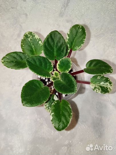 Фиалка сортовая Н -Мой ангел