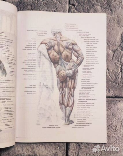 Анатомия силовых упражнений