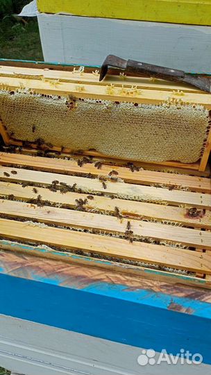 Мед сотовый гречишный,цена за кг