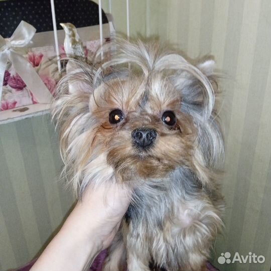Микро мальчик Йорка