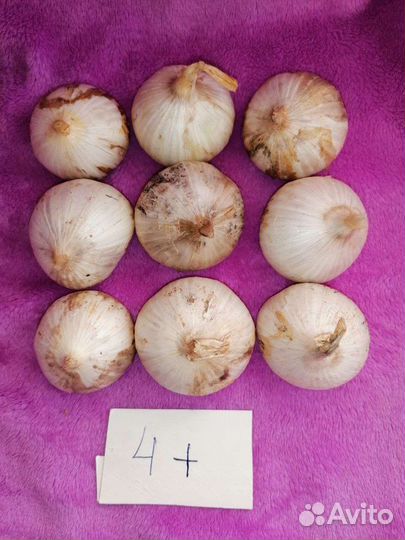 Чеснок Рокамболь (гигантский чеснок)