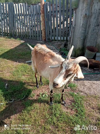 Коза дойная
